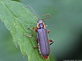 Cantharis nigricans (Müller, 1776)