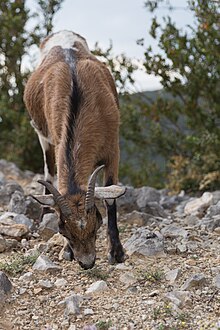 Capra aegagrus (Chèvre sauvage) - 56.jpg