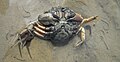 Carcinus maenas