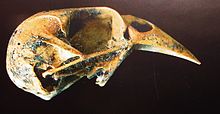 Crâne de Carduelis triasi.JPG