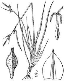Carex novae-angliae BB-1913.png