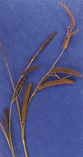 <i>Carex angustata</i> Species of grass-like plant