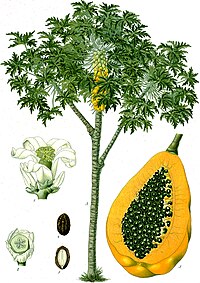 Ilustracija papaje iz 1887.
