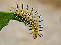 * Nomination Caterpillar of Cirrochroa tyche (C. & R. Felder,1861)- Common Yeoman. By User:Atanu Bose Photography --Bodhisattwa 18:13, 27 May 2022 (UTC) * Promotion  Support Good quality. --Ermell 19:25, 27 May 2022 (UTC)