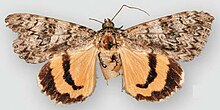 Imago of the augusta form from above Catocala augusta2.JPG