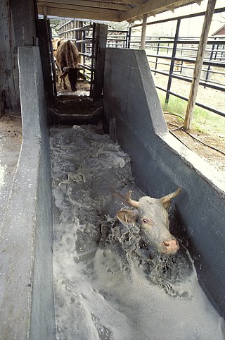 <span class="mw-page-title-main">Plunge dip</span> Bath designed to immerse livestock in liquid