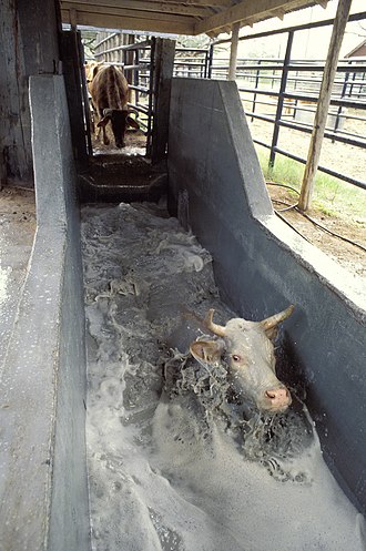 Cattle being treated against ticks in a plunge dip Cattle tick treatment.jpg