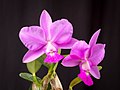 Cattleya walkeriana