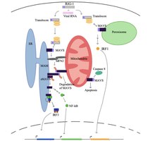 Cellular mechanisms of MAVS pathway Cellular mechanisms of MAVS pathway.pdf