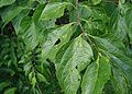 Celtis occidentalis