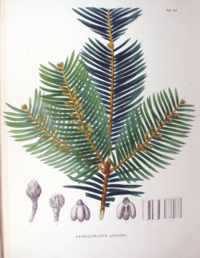 Coloured plate from the book Flora Japonica, by Philipp Franz von Siebold and Joseph Gerhard Zuccarini Cephalotaxus pedunculata SZ132.png
