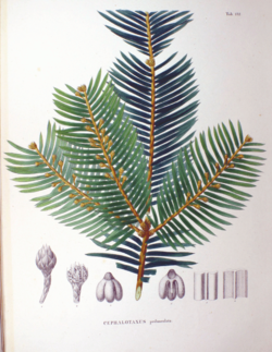 Cephalotaxus harringtonia
