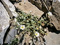 Cerastium Alpinum