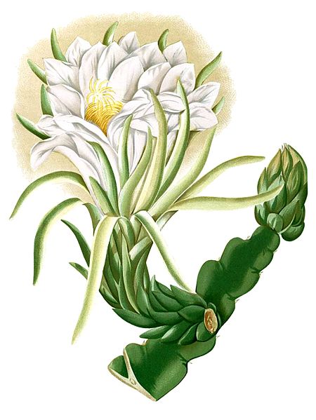 File:Cereus triangularis Blanco2.324-cropped.jpg