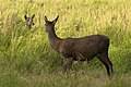   Red Deer hind (Cervus elaphus)