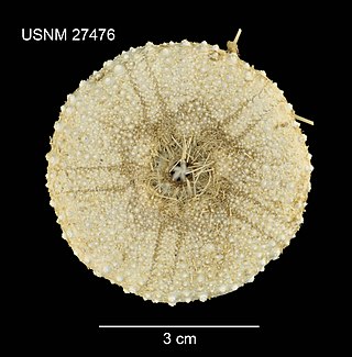 <i>Chaetodiadema pallidum</i> Species of sea urchin