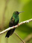 Chalybura urochrysia