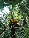 Chamaerops humilis l. flowers.jpg