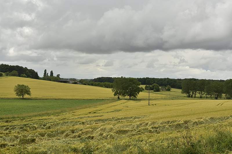 File:Champ de blé en partie abimé (30021901442).jpg