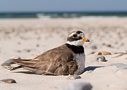 Галстучник. Зуек галстучник. Кулик зуек галстучник. Charadrius hiaticula. Галстучник самка.