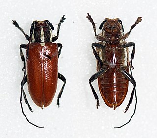 <i>Chariesthes richteri</i> Species of beetle
