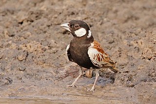 Chestnut-backed sparrow-lark Species of bird