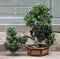 Deutsch: Bonsai im Jade Buddah Tempel in Shanghai English: Bonsai in the Jade Buddha Temple in Shanghai