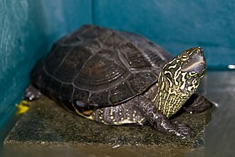 The Chinese pond turtle (shown) and Chinese softshell turtle are both native to the Yellow River,but also farmed in large numbers Chinemys reevesii 02.jpg