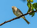 * Nomination Chipping sparrow in Prospect Park (Brooklyn, NY, USA) --Rhododendrites 03:35, 12 October 2022 (UTC) * Promotion  Support Good quality.--Agnes Monkelbaan 04:16, 12 October 2022 (UTC)