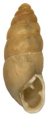 Escargot carcajou à trois dents (Chondrula tridens)