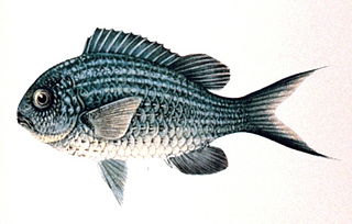<i>Chromis caerulea</i> Species of fish
