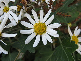 <i>Chrysanthemum japonense</i> Species of flowering plant