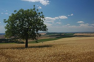 Fields in the region of Zahorie in Western Slovakia Chvojnica hills near Unin.jpg
