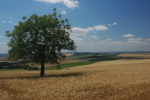 Fields in the region of Záhorie in Western Slovakia