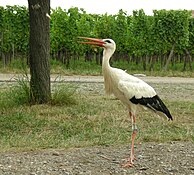 Cigogne