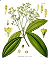 Cinnamomum cassia (Köhler).jpg