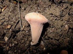 Clavariadelphus unicolor 178638.jpg