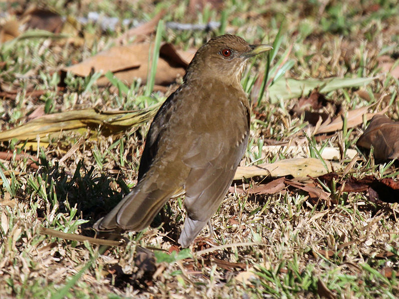 File:Clay-colored Thrush RWD6.jpg