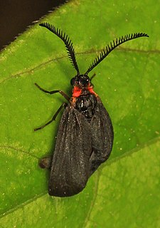 <i>Acoloithus falsarius</i> North American moth species of family Zygaenidae