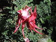 Clianthus puniceus (Kaka Beak) bloemen.jpg