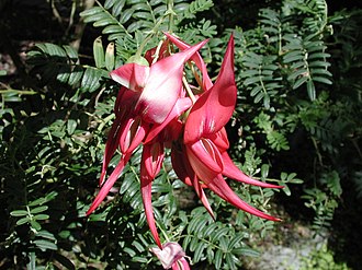 Clianthus puniceus, the Kaka Beak. Clianthus puniceus (Kaka Beak) flowers.jpg