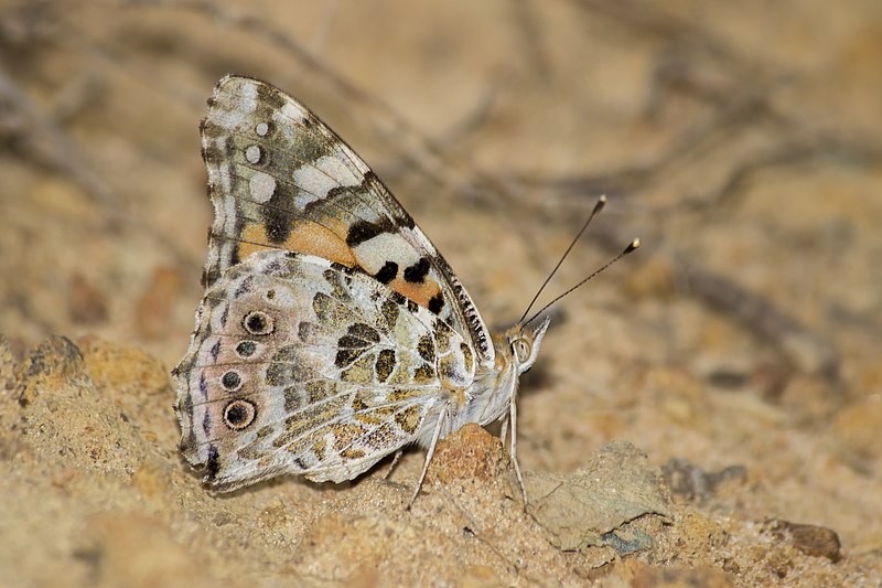 File:Close wing Basking of Vanessa cardui (Linnaeus, 1758) - Painted Lady WLB.jpg