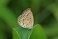 * Nomination Close wing Basking of Zizeeria karsandra (Moore, 1865) - Dark Grass Blue. (by Sandipoutsider) --Atudu 05:26, 24 March 2023 (UTC) * Promotion  Support Good quality.--Agnes Monkelbaan 05:31, 24 March 2023 (UTC) is this upsized or downsized please? --Charlesjsharp 09:04, 24 March 2023 (UTC) Not upsized nor diwnsized, just cropped in 15"/10" size and edited in photoshop using level ,shadow- highlight , brightness contrast etc . tools--Sandipoutsider 12:34, 26 March 2023 (UTC)