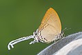 * Nomination Close wing moisture sucking of Cheritra freja (Fabricius, 1793) - Common Imperial (Male) WLB --Anitava Roy 14:28, 25 October 2022 (UTC) * Promotion  Support Good quality. --Bodhisattwa 09:51, 26 October 2022 (UTC)