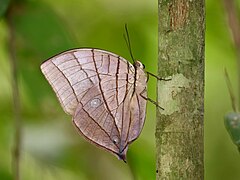 Amathuxidia amythaon amythaon (Sylhet Koh-i-Noor) - adult, ventral