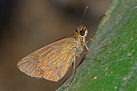 Scobura phiditia (One-spotted Forest Bob), ventral
