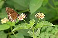 * Nomination Close wing posture Nectaring of Euploea core (Cramer, 1780) - Common Crow --Sandipoutsider 23:00, 25 December 2023 (UTC) * Promotion Good quality. --Kritzolina 18:52, 28 December 2023 (UTC)