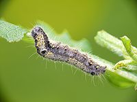 Caterpillar Clostera curtula 01 (HS).jpg