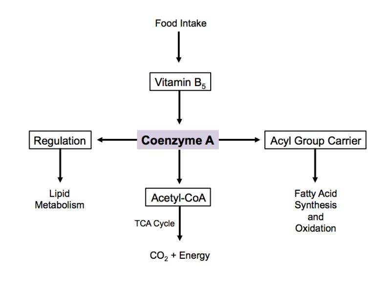 File:CoA Sources and Uses.png