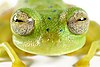 Cochran's glass frog (14793099217).jpg